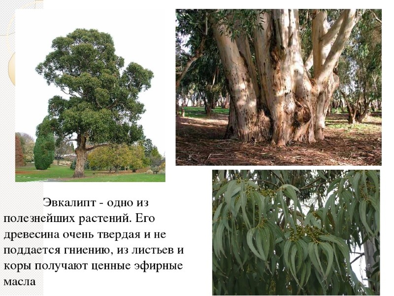 wofür wird Eukalyptus verwendet