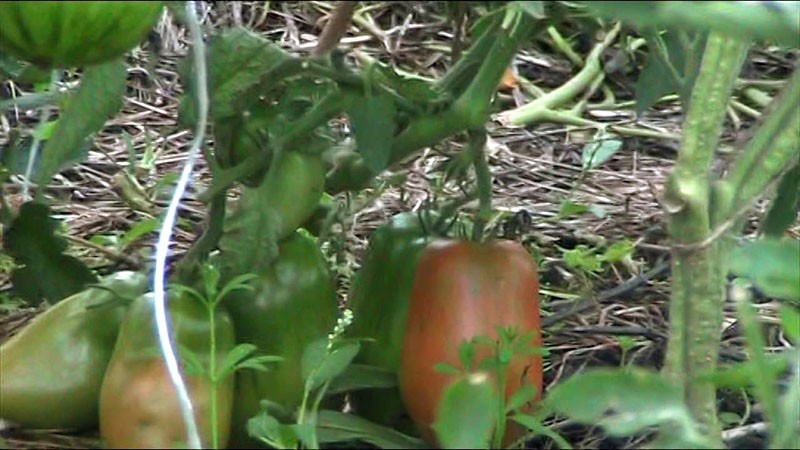 tomaten sibirische troika