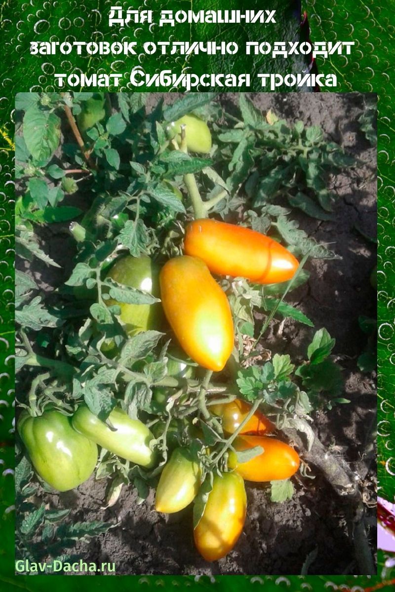 tomaten sibirische troika