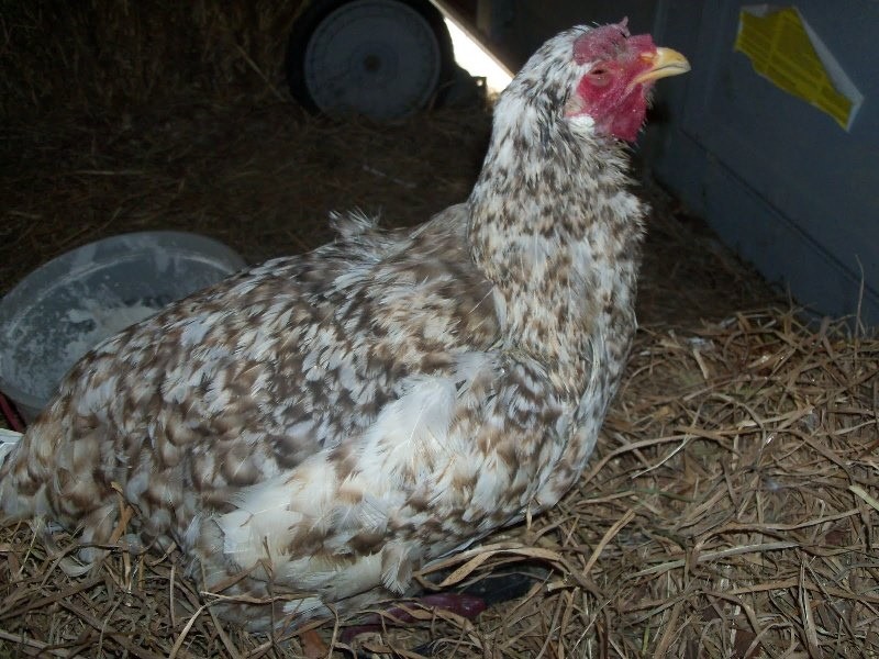 Baytril zur Behandlung von Mykoplasmose bei Hühnern