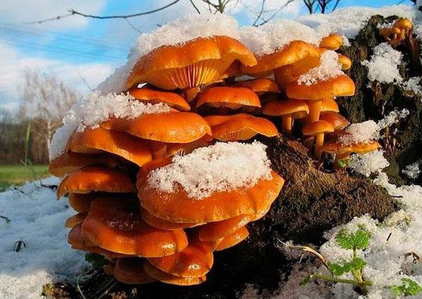 zimní houby