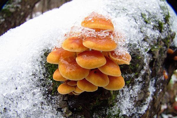 zimní houby