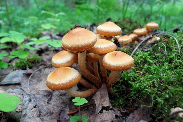 letní houby