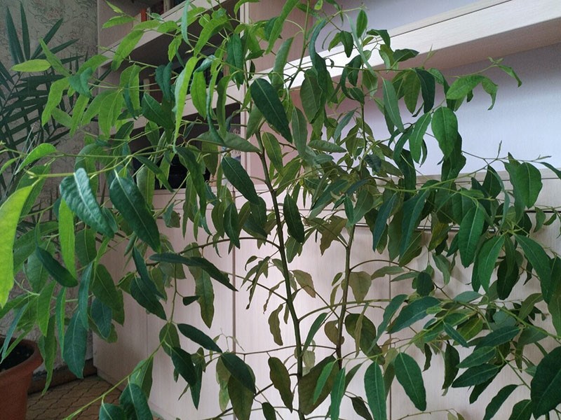 Hauspflanze Eukalyptus im Gewächshaus