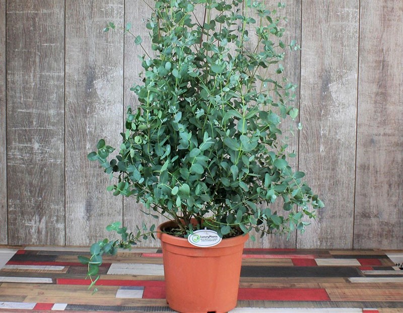 Eukalyptus zu Hause anbauen
