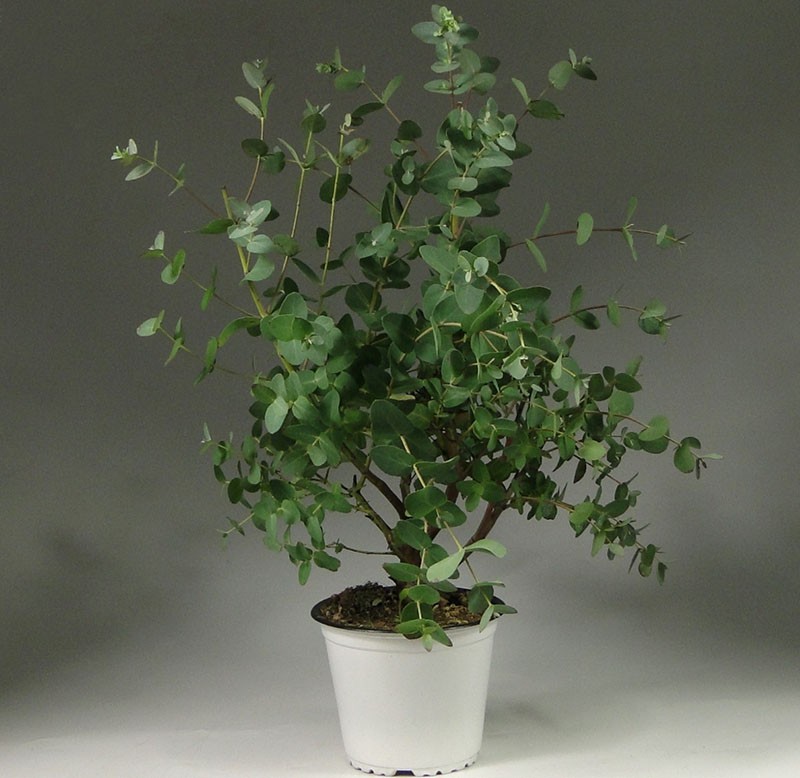 Zimmerpflanze Eukalyptus Gunny