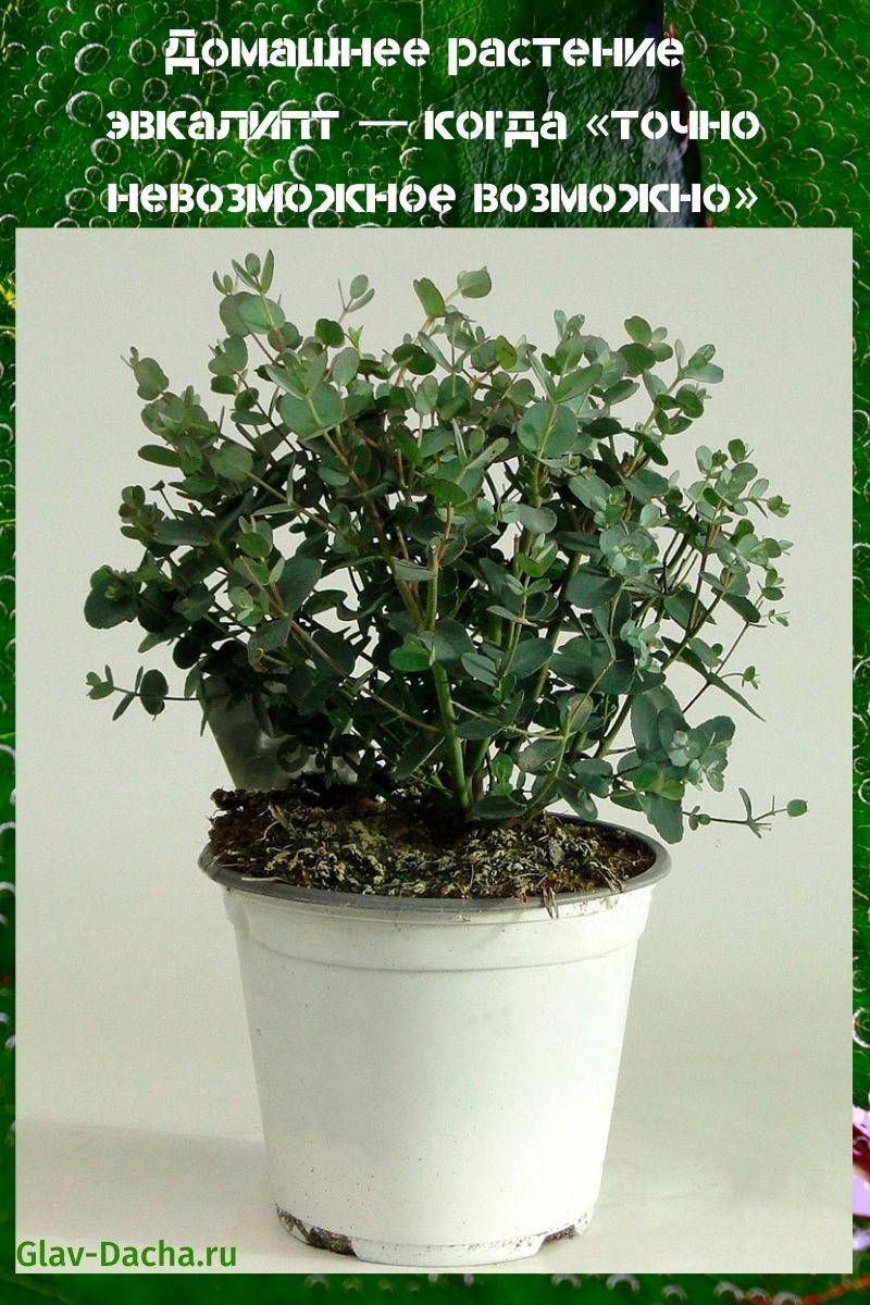 Zimmerpflanze Eukalyptus