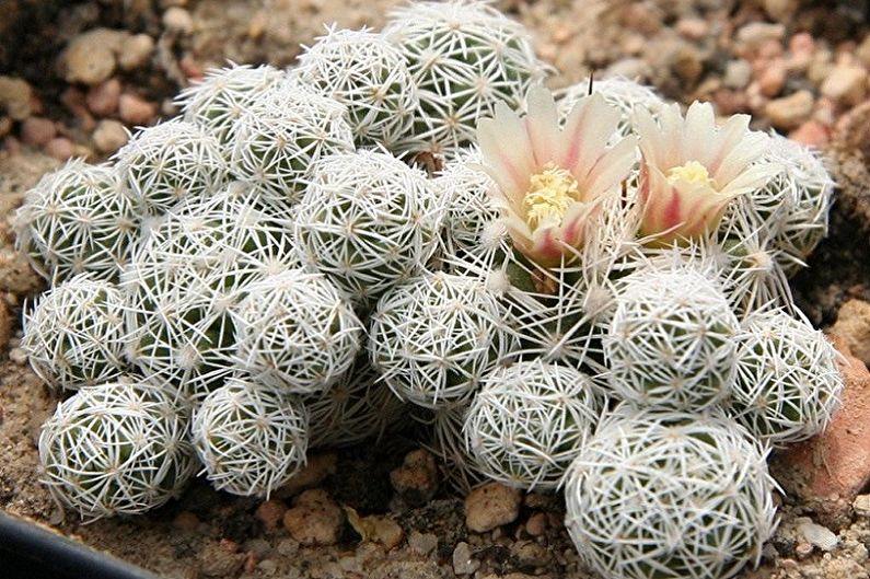 Domowe kaktusy - Mammillaria