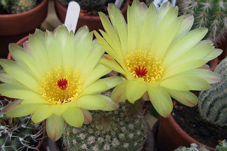 Domowe kaktusy - Notocactus