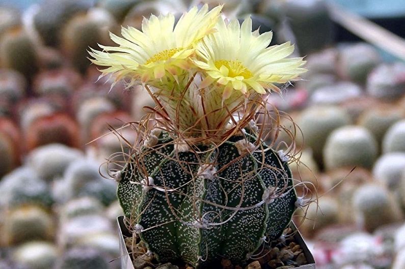 Domowe kaktusy - Astrophytum