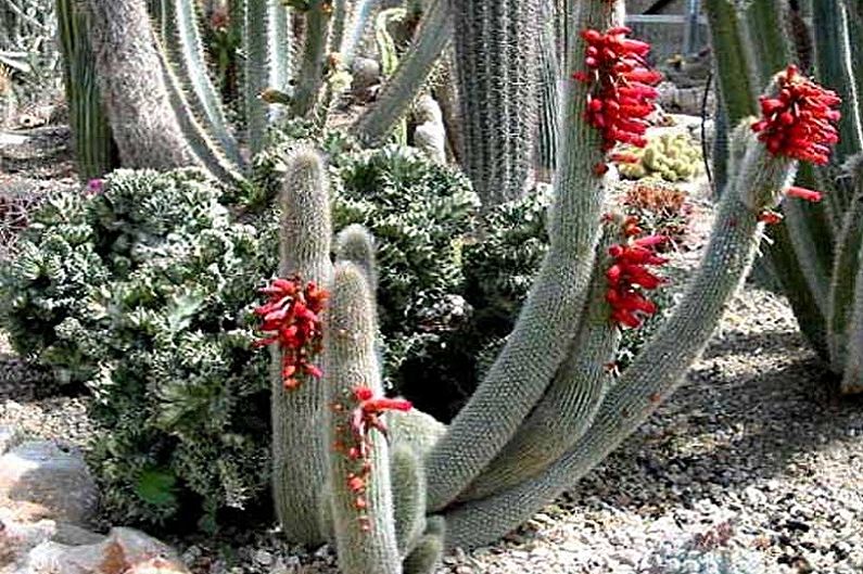 Kaktusy domowe - Cleistocactus Straussa