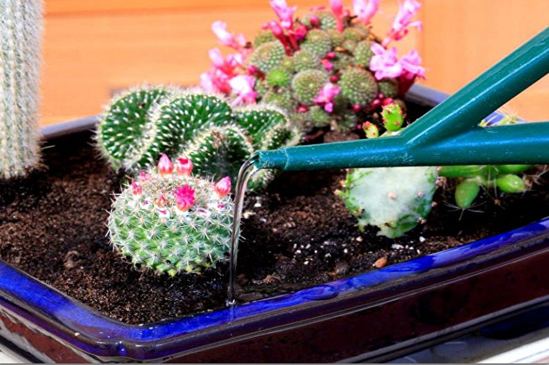 Domowe kaktusy - Podlewanie i wilgoć