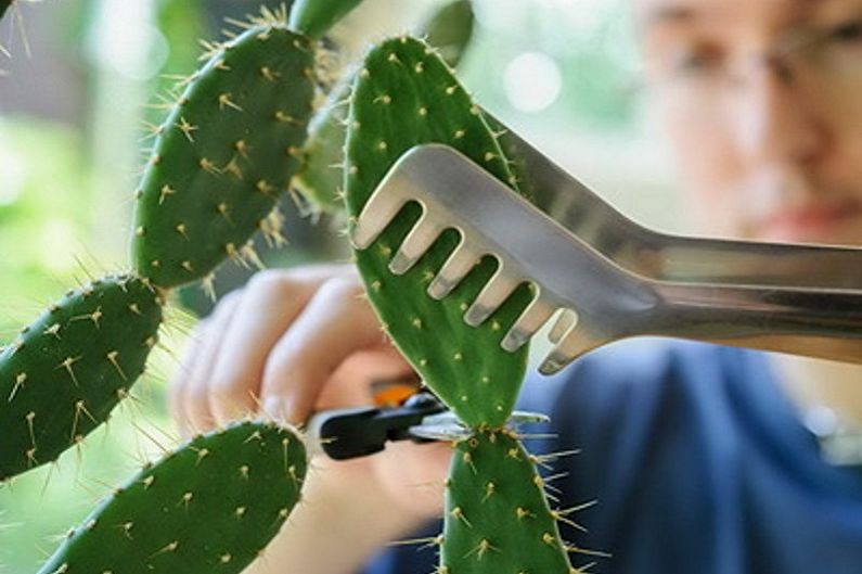 Domowe kaktusy - Przeszczep i rozmnażanie