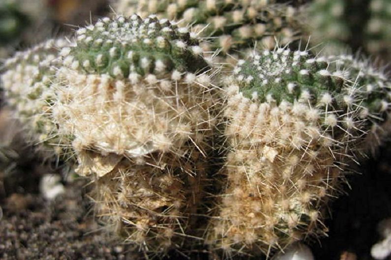 Strona główna Kaktusy - zwalczanie szkodników i chorób