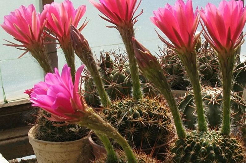 Domowe kaktusy - zdjęcie