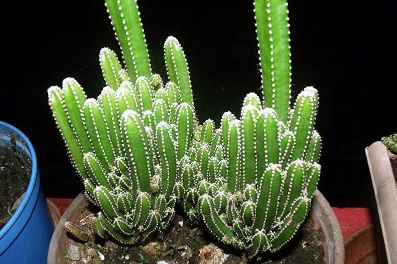 Domowe kaktusy - Cereus