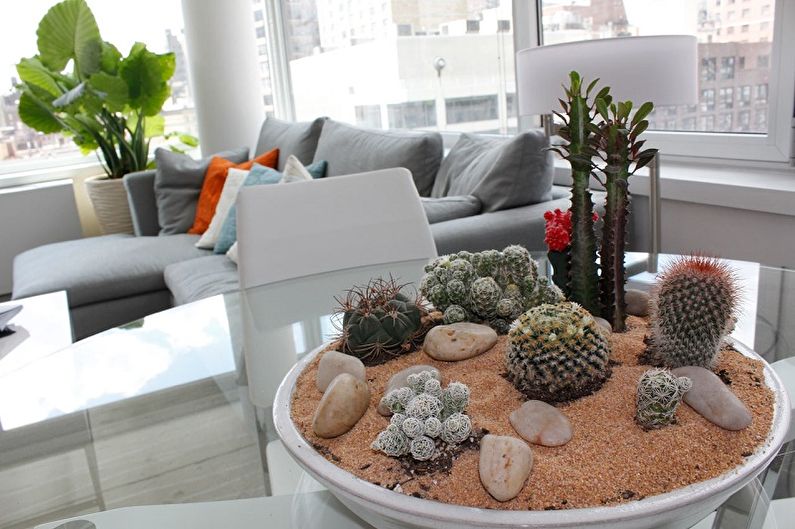 Domowe kaktusy - zdjęcie