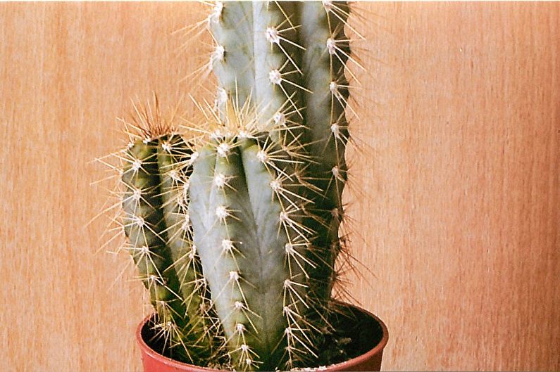 Domowe kaktusy - Trichocereus