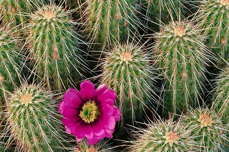 Domowe kaktusy - Echinocereus