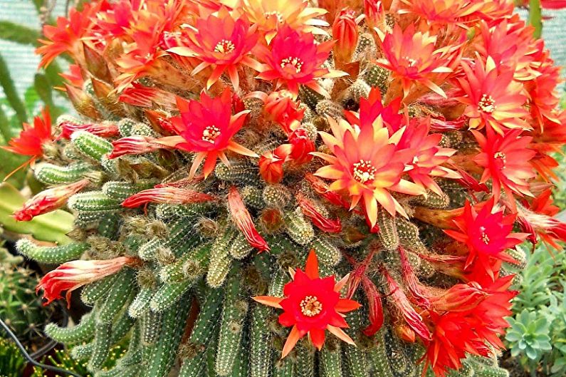 Domowe kaktusy - Chamecereus Silvestri