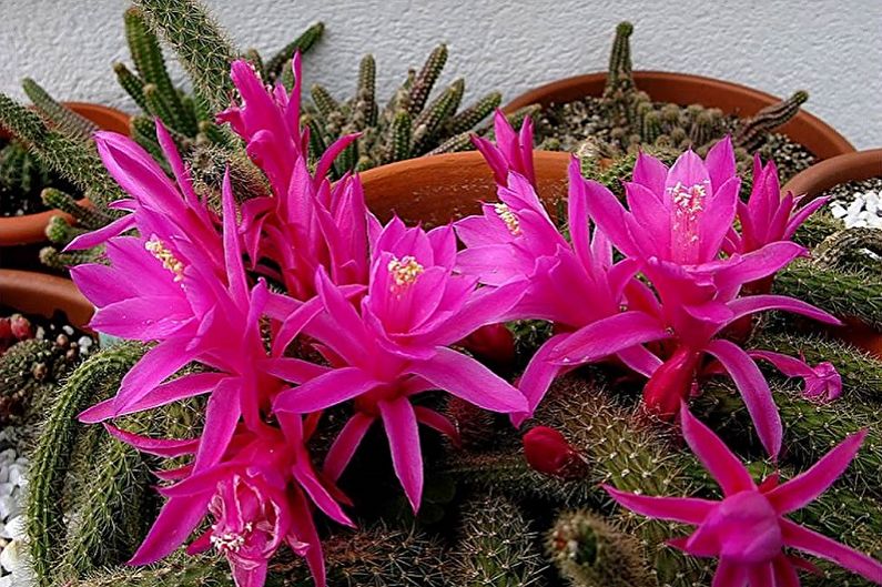 Domowe kaktusy - Aporocactus