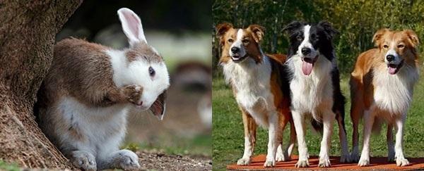 السيلينيوم الإلكتروني للأرانب والكلاب