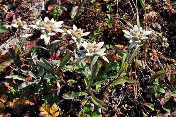 bicolor edelweiss
