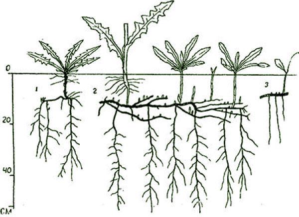 rostlina se silným kořenovým systémem