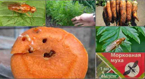 metody nakládání s mrkvovou muškou