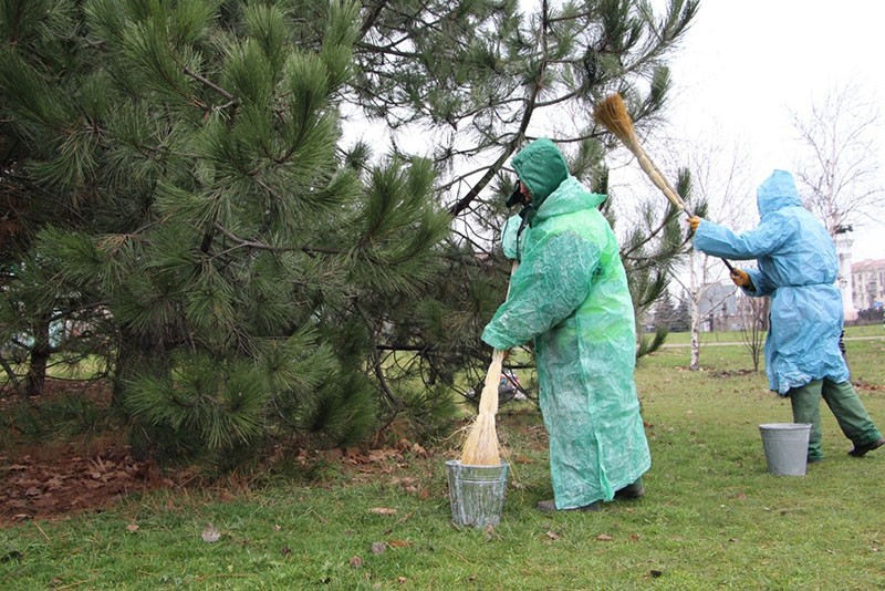 ošetření borovice biologickými přípravky
