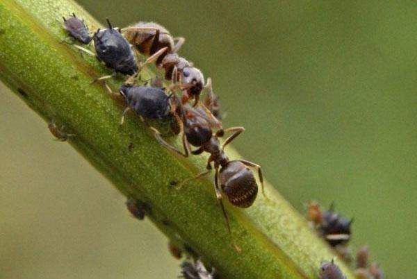 Ameisen fressen Schädlinge