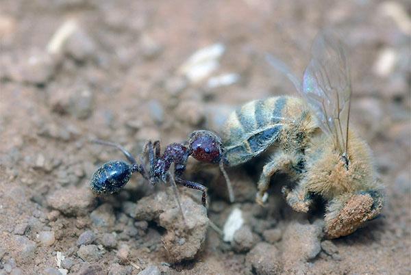 Ameisen sind eine Bedrohung für Bienen