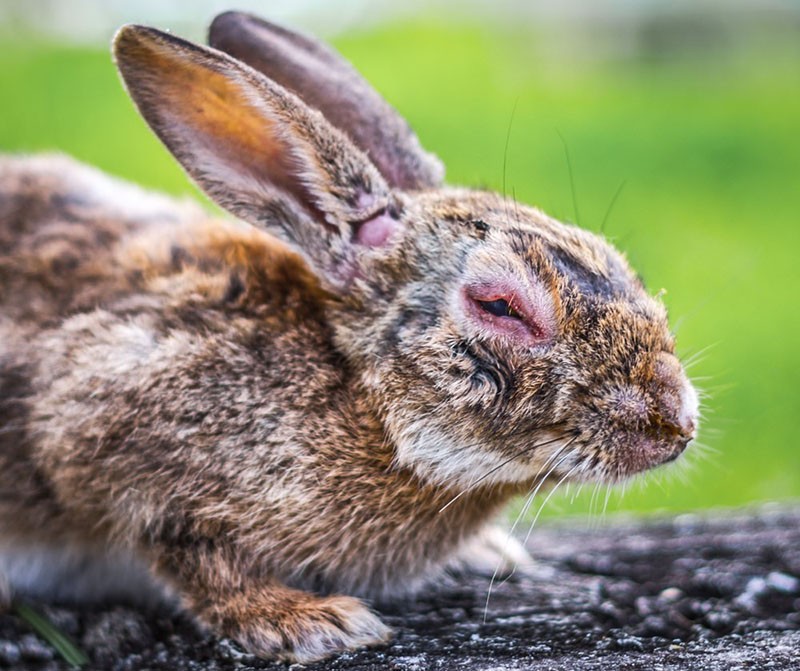 Symptome einer Myxomatose bei Kaninchen