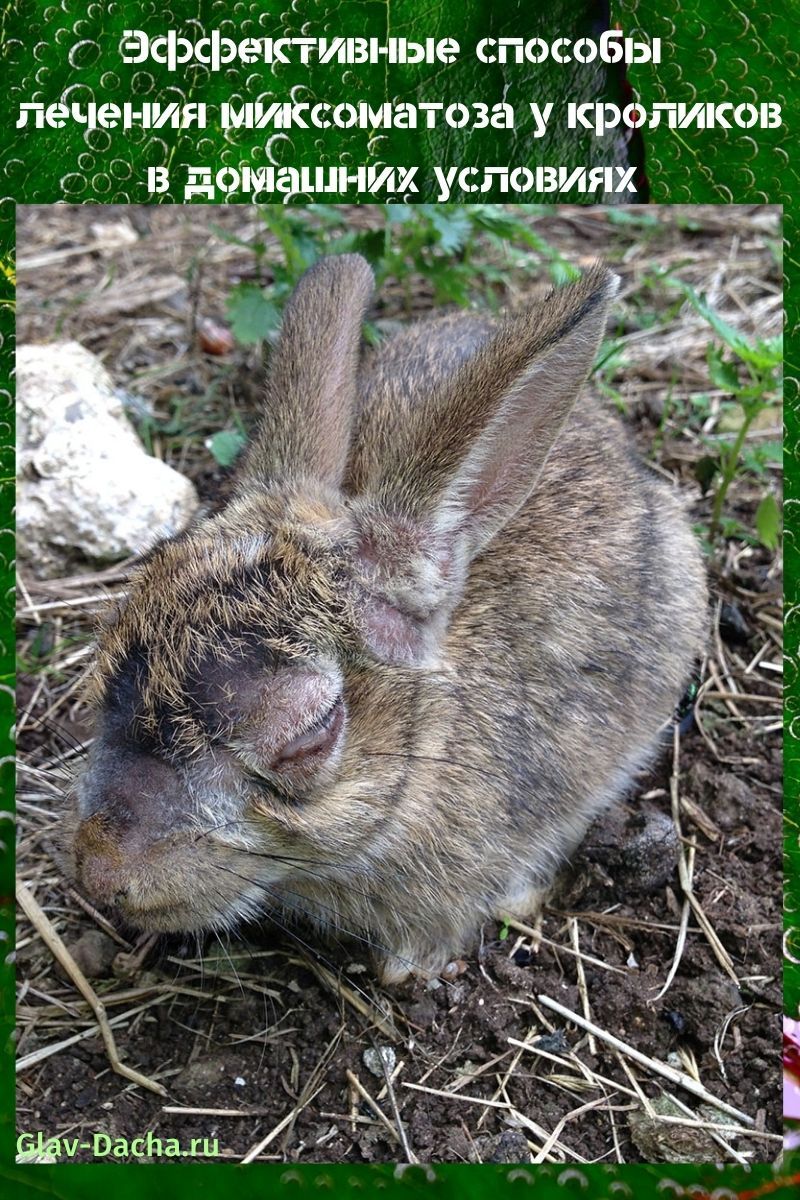 Behandlung von Myxomatose bei Kaninchen zu Hause