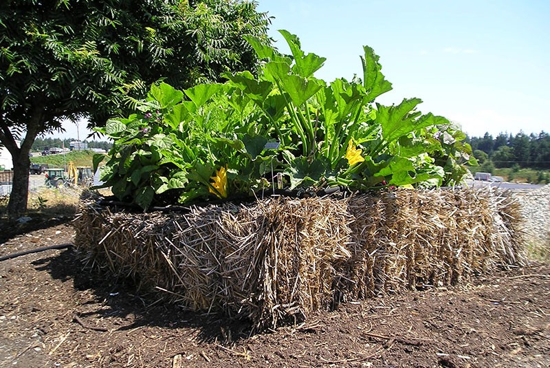 pěstování zeleniny na slaměném záhonu
