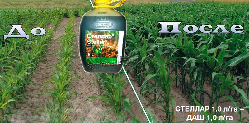 herbicid Stellar pro kukuřici