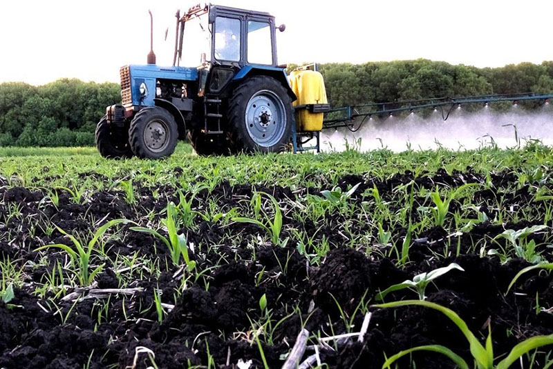 aplikace herbicidu na kukuřičné plodiny