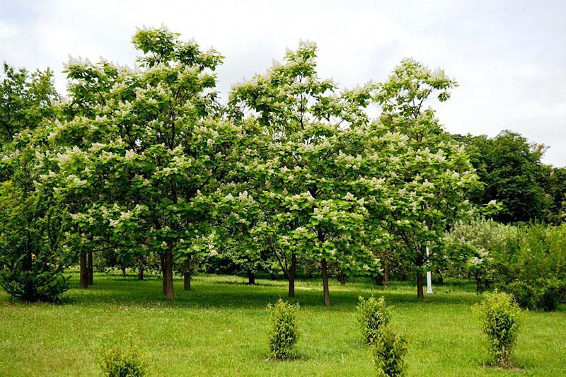 strom katalpy: výsadba a péče doma