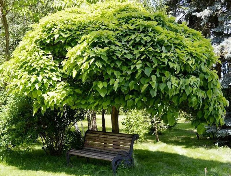 výsadba stromů katalpy a péče o ně v jejich letní chatě