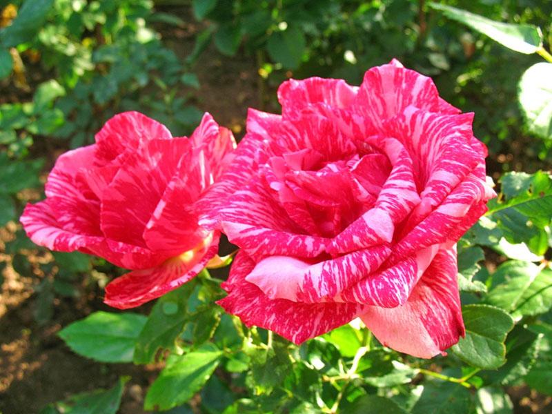 الورود الهجين الشاي الوردي الحدس