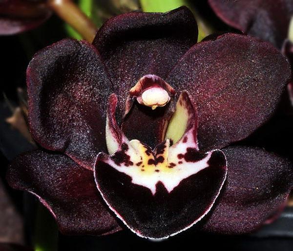 blízké seznámení s černou orchidejí