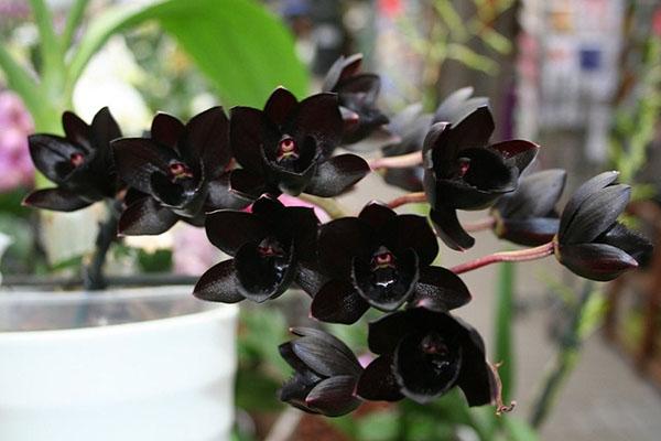 Pflege der schwarzen Orchidee