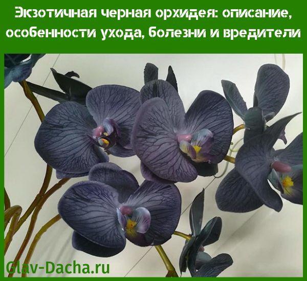 černá orchidej