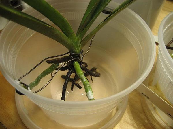 Orchidej pěstuje kořeny ve vodě s medem nebo cukrem