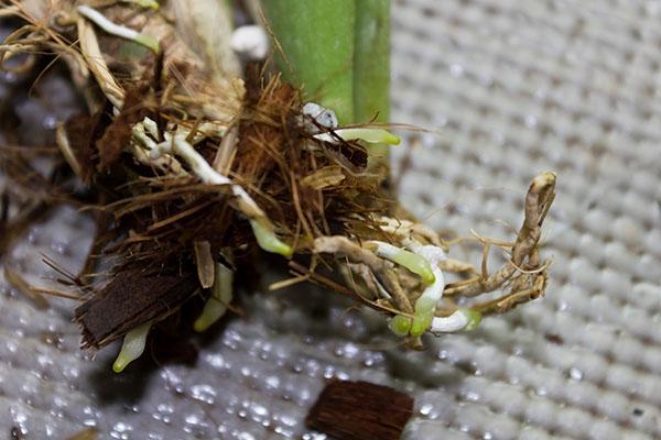 V malé nádobě je vysazena orchidej s malým počtem živých kořenů