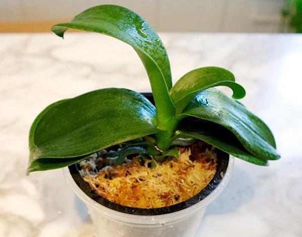 Orchidej bez kořenů lze zachránit