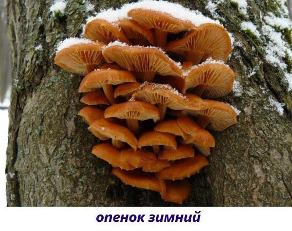 zimní houba