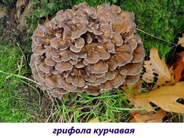 kudrnatá griffinová houba