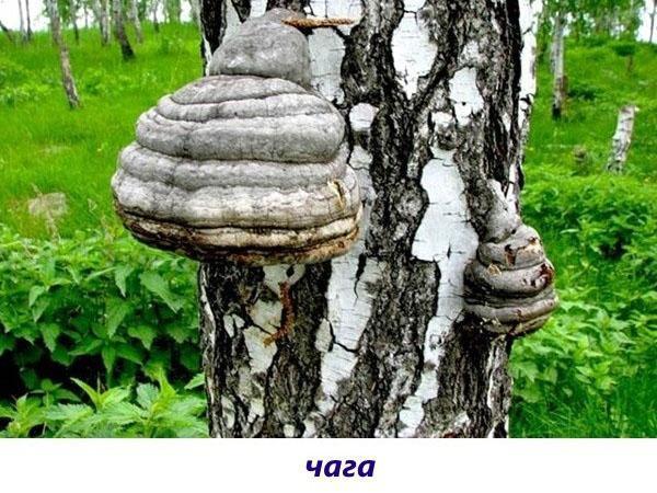 houba čaga