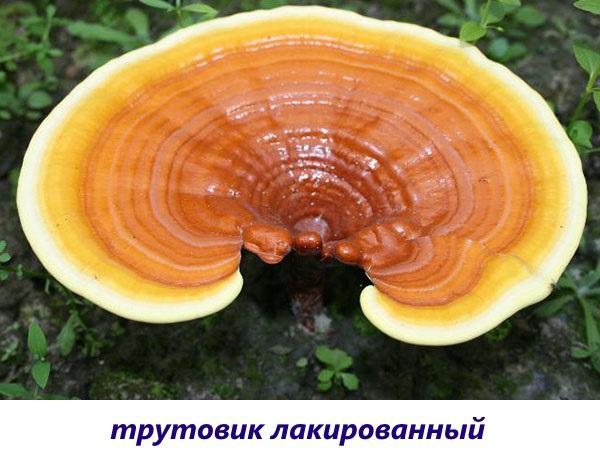 lakovaná houba troud